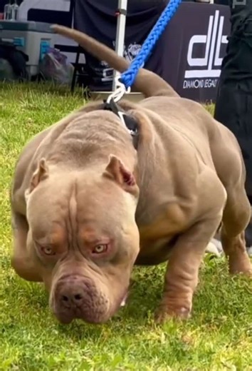 Meet Brazilla: The Incredible Brazilian Bull Dog