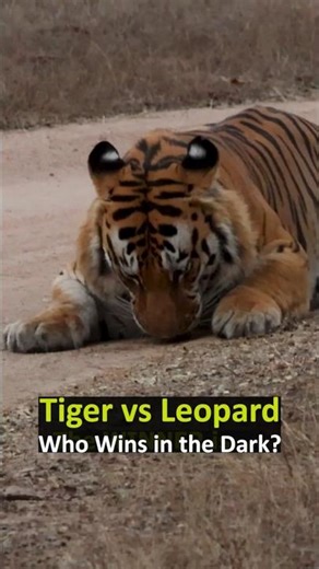 Which BIG CAT is hard to click tiger vs leopard #wildlifephotography #tiger #canonr7