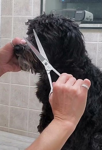 Trimming a dogs face with scissors demo, Schnoodle