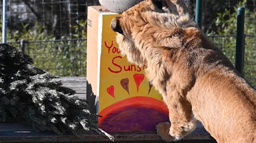 Kyro is a Li-Liger who has a very comical personality. Kyro loves watching the activity of his neighbors and keepers around him, playing with all of his enrichment toys and boxes. He is a very funny cat and videos of his comical behavior are extremely popular on our social media. As a Li-liger, he can carol and make sounds like a lion. Celebrate love in a meaningful way by adopting or sponsoring an animal at Turpentine Creek Wildlife Refuge in honor of your special Valentine. https://shop.turpen