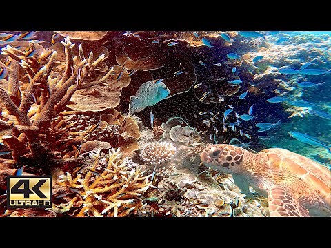The Great Barrier Reef • Snorkel and scuba dive tour on Australia’s hardy reef