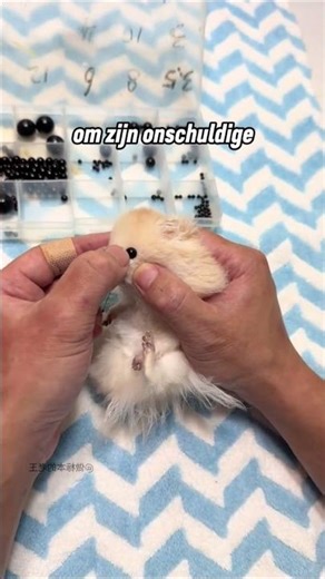 De hamster die voor altijd zal leven 🐹