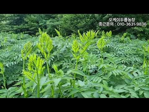 여름에도 두릅순을 딴다고요? 지금이 딱 수확할 때!🌱#여름두릅 #두릅종근 #두릅묘목 #두릅 #참두릅 #신구두릅 #두릅요리 #두릅장아찌 📞재배 문의: 010-3631-9836