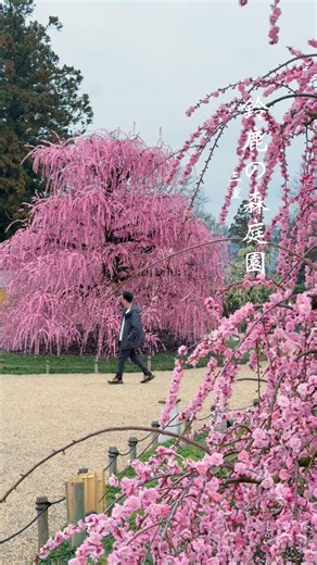 Ume Festival in Suzuka Forest Garden in Mie