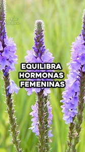 148K views · 3.2K reactions | Mejores Beneficios de la Salvia 華 #medicinanatural #natural #naturalremedy #plantasmedicinales #plantasdecasa #remediosnaturales #plantas #vidasana #comidasaludable | Quiropraxia y Medicina Alternativa | Facebook