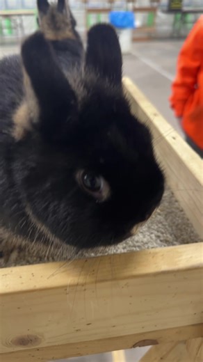 CoCo and LuLu getting ready for the show today.