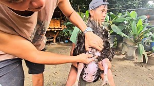 756K views · 5.6K reactions | Turkey Breeding Thru Artificial...