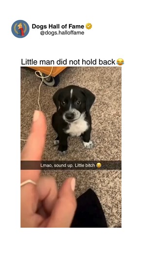 Dogs • Cute Dogs • Dog Videos | Pure overwhelming affection as dogs wake up their humans with aggressive love attacks involving endless kisses, full-body hugs, and... | Instagram