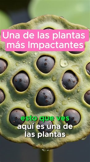 Notable for its beautiful flowers and the edibility of its parts