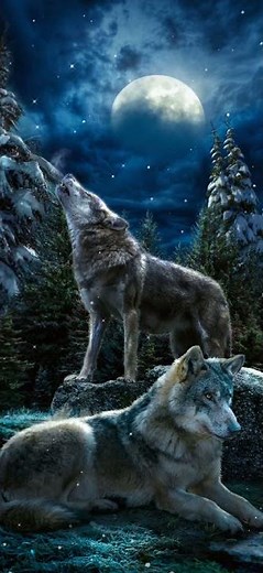 Scariest wolf howling at night.#wolf #wolfhowling #shorts
