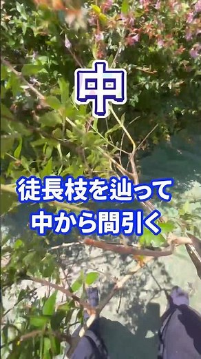アベリアの刈り込みで意識している事とは#庭師のVlog #一級造園技能士