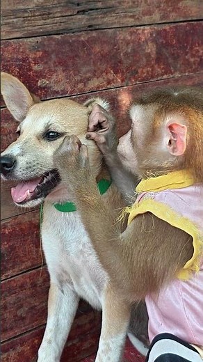 monkey dog lovely #monkey #dog #animals #monkeychallenge #babyanimals #babymonkeys