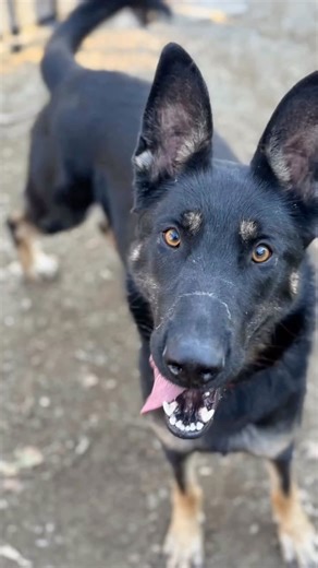 SavingRiversideShelterDogs on Instagram: "**PENDING RESCUE PICKUP** 🚨DEADLINED🚨 NEEDS OUT BY WEDNESDAY, 2/18‼️ Another beautiful overlooked Shepherd. Fiona needs an exit immediately. She has sat patiently, and stressfully, waiting for over 85 days. No luck at finding her forever home or a rescue. Fiona needs someone now. Stress can’t be the reason she doesn’t make it out. She needs someone to give her a chance! Maybe a meet and greet, and you will fall in love! There isn’t time to wait, can an