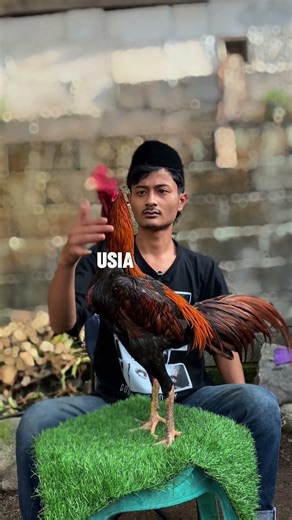 Do you think it's normal, guys? #chickenhobby #mangonchicken #superkokchicken #pecegefarm