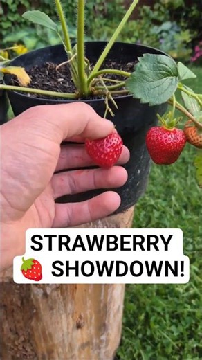 Strawberry Showdown! 🍓 Vibrant Vs Honeoye! #strawberries #strawberry #growingfruits