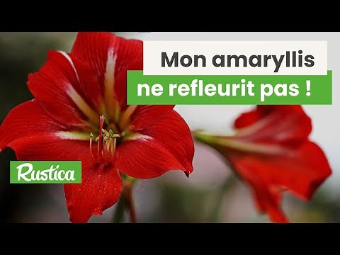 How to Make an Amaryllis Bloom Again: Pruning and Repotting