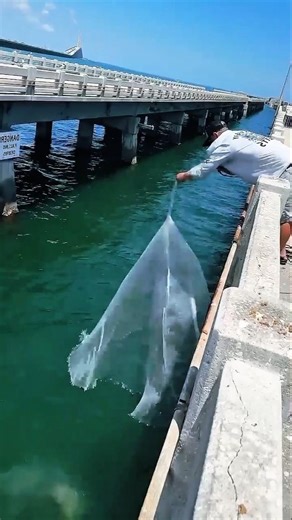🌱Traditional Cast Net Fishing from a Bridge