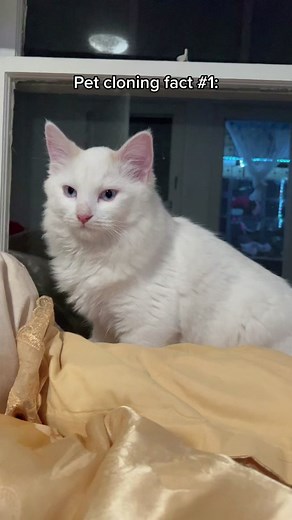To me, cloning was never about bringing my cat back from the dead. Just a piece of her. And yes I have adopted. #cloningisreal #petsoftiktok #cats