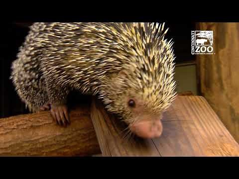 Rico the Brazilian Porcupine - Cincinnati Zoo