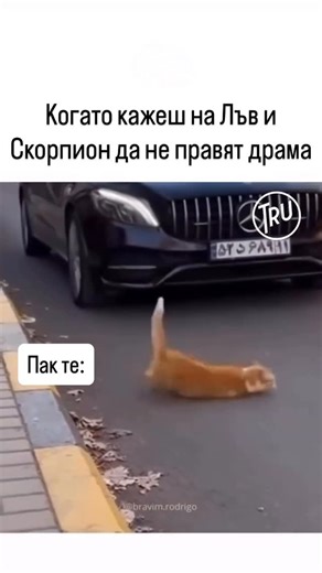 ✨ Астро компас | Астрология | Коучинг ✨ on Instagram: "Когато кажеш на Лъв и Скорпион „недей да правиш драма“… драмата не спира – тя просто става по-качествена. 🐾 Като котката във видеото – всичко можеше да мине тихо, но защо, когато може да е сцена. Защо Лъв и Скорпион са драматични? Лъвът Драмата е форма на изразяване. Той не иска проблем – иска да бъде видян, чут и признат. Ако не му обърнеш внимание, ще го направи така, че всички да спрат. Скорпионът Драмата е емоционално освобождаване. Той