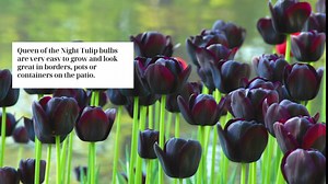 Black Tulip Bulbs for Fall Planting Bulk - 15 Queen of The Night Tulip Bulbs - Perennial Flowers