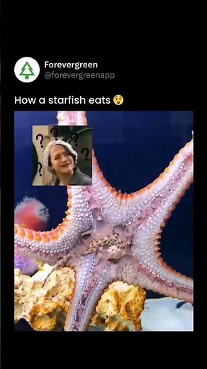 How a Starfish Eats: Nature’s Inside-Out Digestive Marvel
