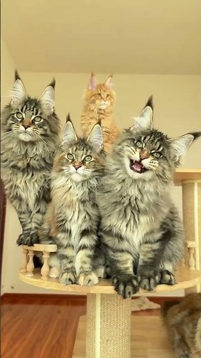 Could this be the difference in meowing between a boy and a girl Maine Coons This Maine Co