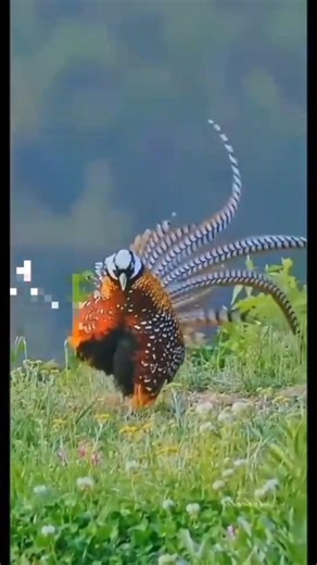 Funny Dancing Birds 😂 | Cute Birds Dance Like Humans | Viral Animal Video