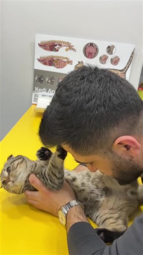 The Adorable Misket: A Cat Full of Kisses