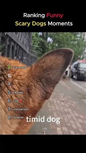 Ranking Funny Scared Dogs Moments #shorts