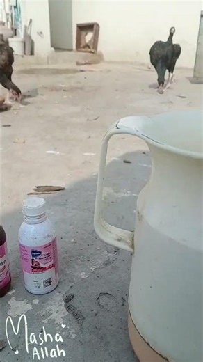 💊Treating All My Birds at Once🦜🦆🐓 #routine #birdcare #shorts