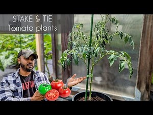 How To Stake and Tie Tomato Plants | Simple and Easy Way | #tomato #garden #gardening