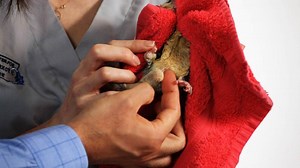 Should You Neuter a Male Sugar Glider?