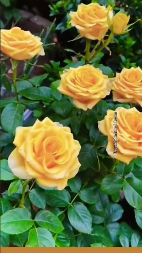 yellow rose flowers#flowers #gardendesign #nature #naturalbeauty #gardenideas #rose