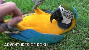 1K views · 126 reactions | Relaxing afternoon with Roku ☺️ | Adventures of Roku | Facebook