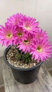 Timelapse of my beautiful cacti in bloom 🌱 | Unique Succulent Designs