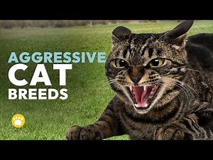 What Is the Most Aggressive Cat Breed?