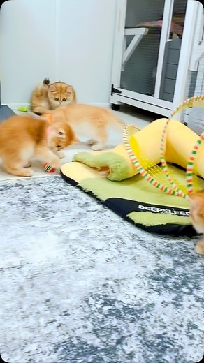 These babies are wild—chasing, pouncing, wrestling non-stop. It’s adorable chaos and they’re loving every second of it! | Annie's British Pride Cattery