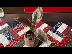 Cuidados del Ficus Elástica o Ficus Robusta | Infojardineria