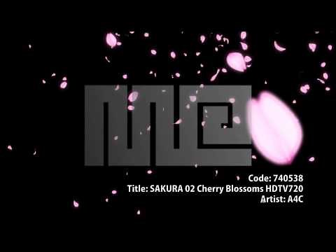 CG動画素材『桜・花びら』/ Royalty-Free Cherry Blossoms Animation - MotionElements.com