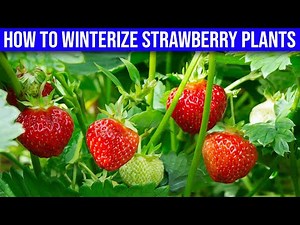 How To Winterize Strawberry Plants - How to Care for Strawberry Plants in Winter