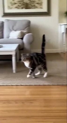 Dog Brings the Garden Hose Inside! Cat & Family Soaked!