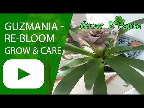 Guzmania - grow, care and re-bloom