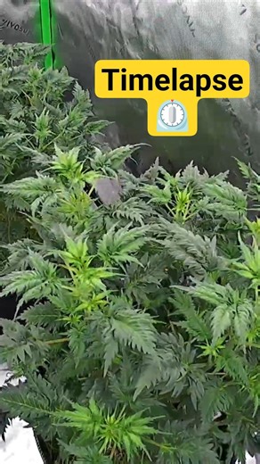Mutant Cannabis Timelapse Day 1 - 59 in Living Soil
