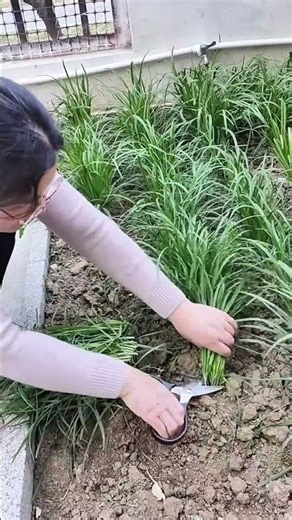 harvesting fresh green garlic chives from a home garden using scissors for cooking healthy recipes
