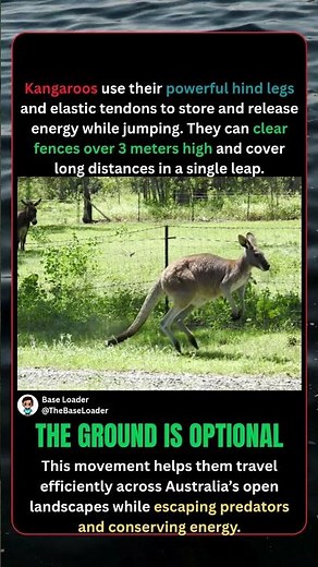 Why Kangaroos Are Built Like Living Springboards