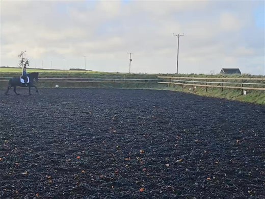 And this is why we love Friesians! Meggie had a genuine fright when a big hare ran out from the banking as we were cantering past but no drama here. Get a fright, get over it and carry on as planned. This breed ❤️ | Friesians Scotland