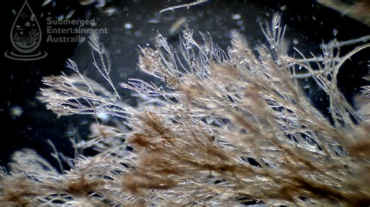 In a salt water algae sample came another unexpected surprise. When we placed this thick red slime under the microscope, it revealed itself to be quiet a delicate and beautiful structure, resembling branches of a tree during the frost of an icy winter. #ausealab #auseastreaming | Submerged Entertainment Australia