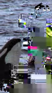 1.3K views · 46 reactions | Orcas belong in the ocean. Learn more about Keiko, the only captuve orca to ever return to the ocean where he was born with the award winning documentary "Keiko, The Untold Story of the Star of Free Willy". Visit www.keikotheuntoldstory.com and choose your favorite streaming platform! #WorldOceansDay | Keiko: The Untold Story | Facebook