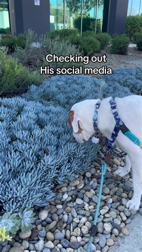 #socialmedia #intel #what? #gossip